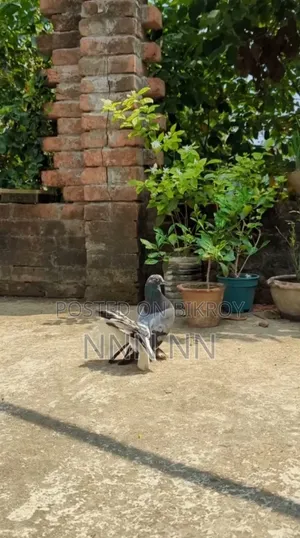 লাক্ষা সিঙ্গেল পুরুষ কবুতর