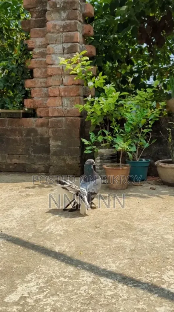 লাক্ষা সিঙ্গেল পুরুষ কবুতর