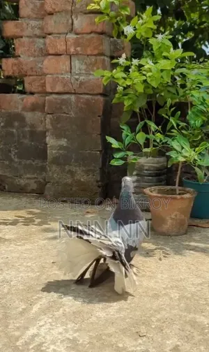লাক্ষা সিঙ্গেল পুরুষ কবুতর