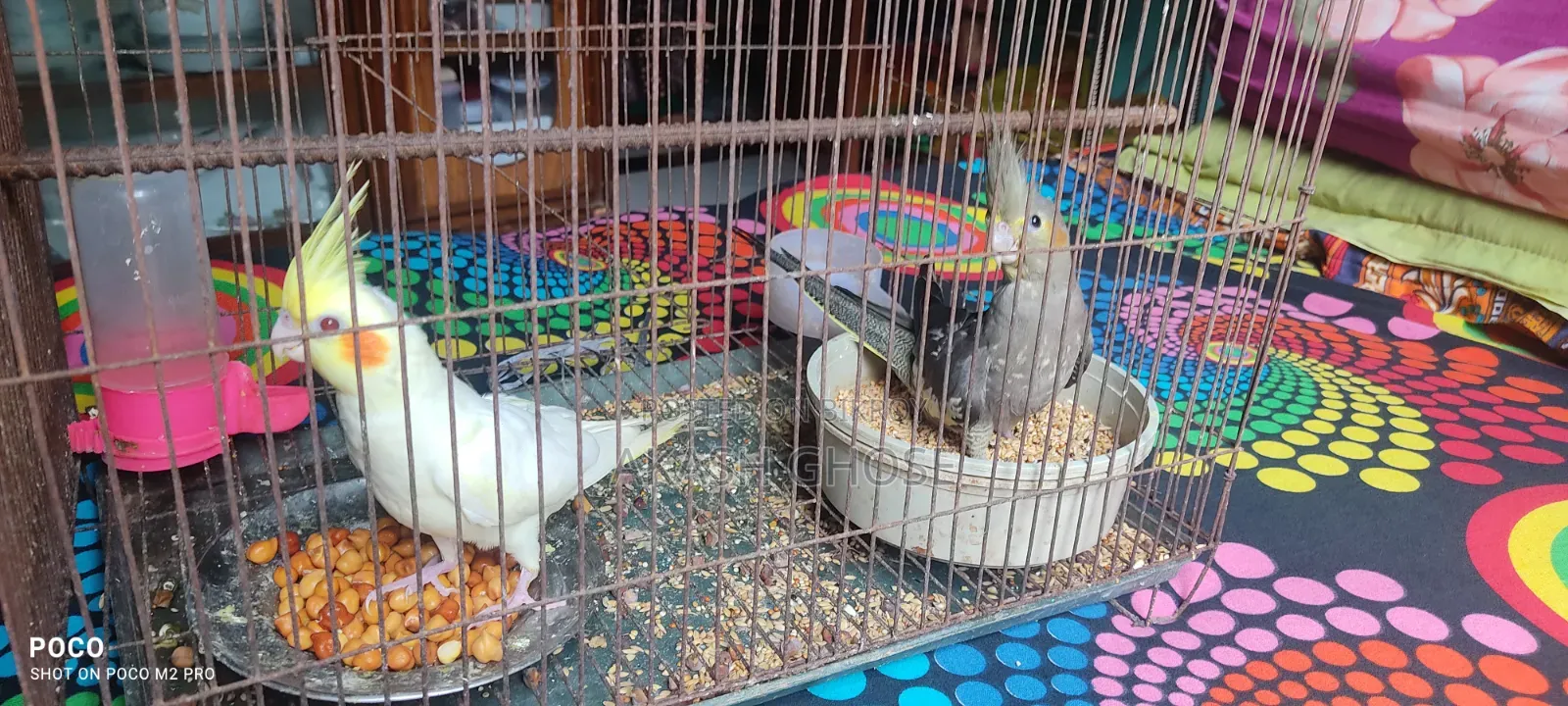 Cockatiel Bird 6 Months Old