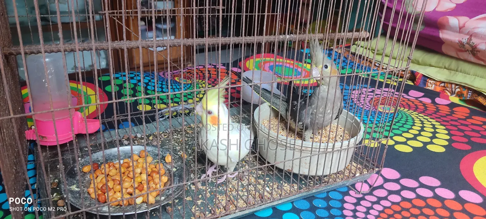 Cockatiel Bird 6 Months Old
