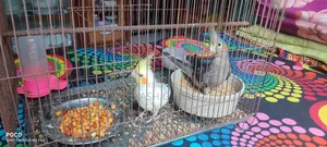 Cockatiel Bird 6 Months Old