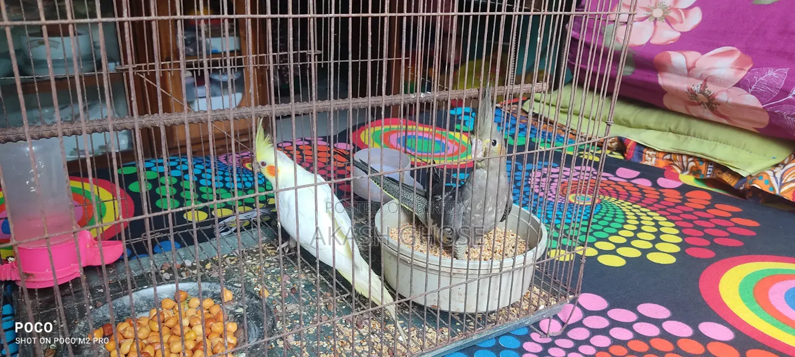 Cockatiel Bird 6 Months Old