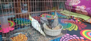 Cockatiel Bird 6 Months Old