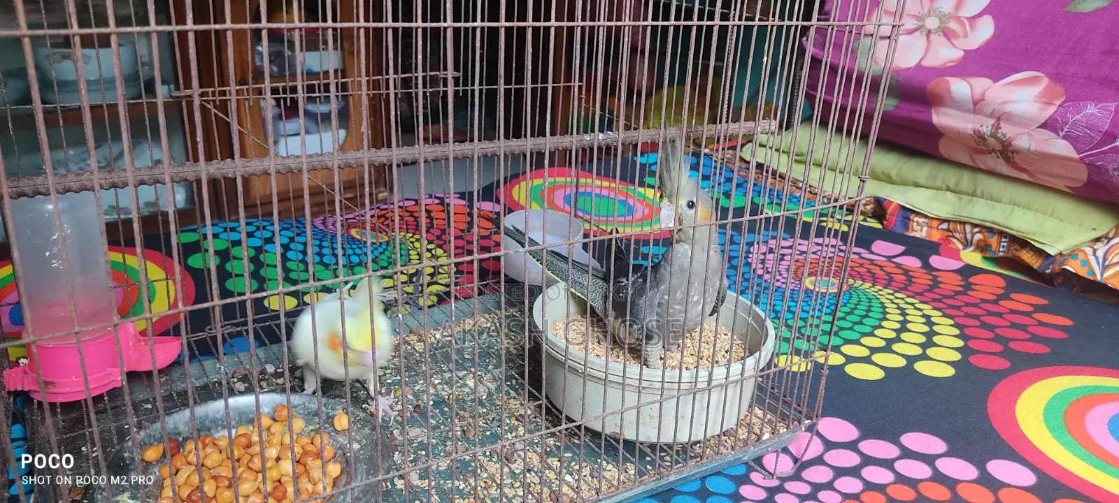 Cockatiel Bird 6 Months Old