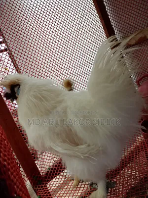 Silkie Chicken