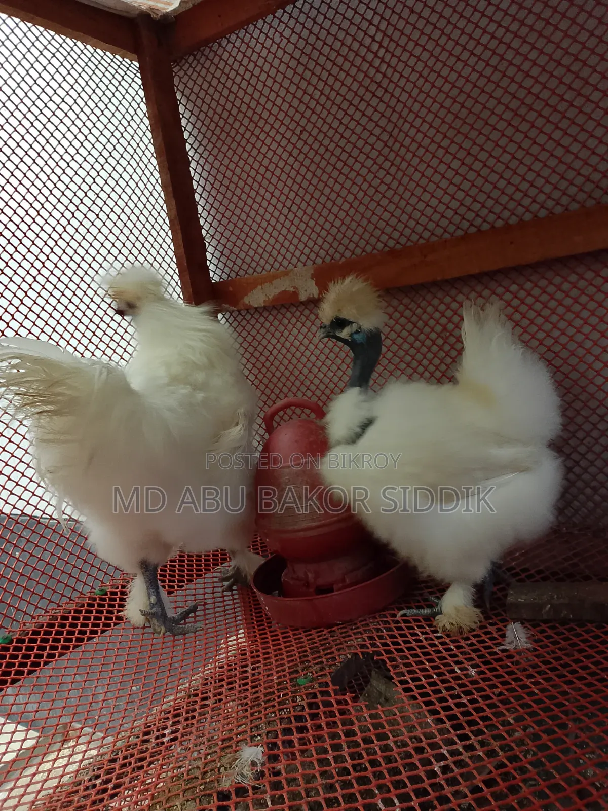 Silkie Chicken