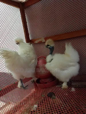 Silkie Chicken