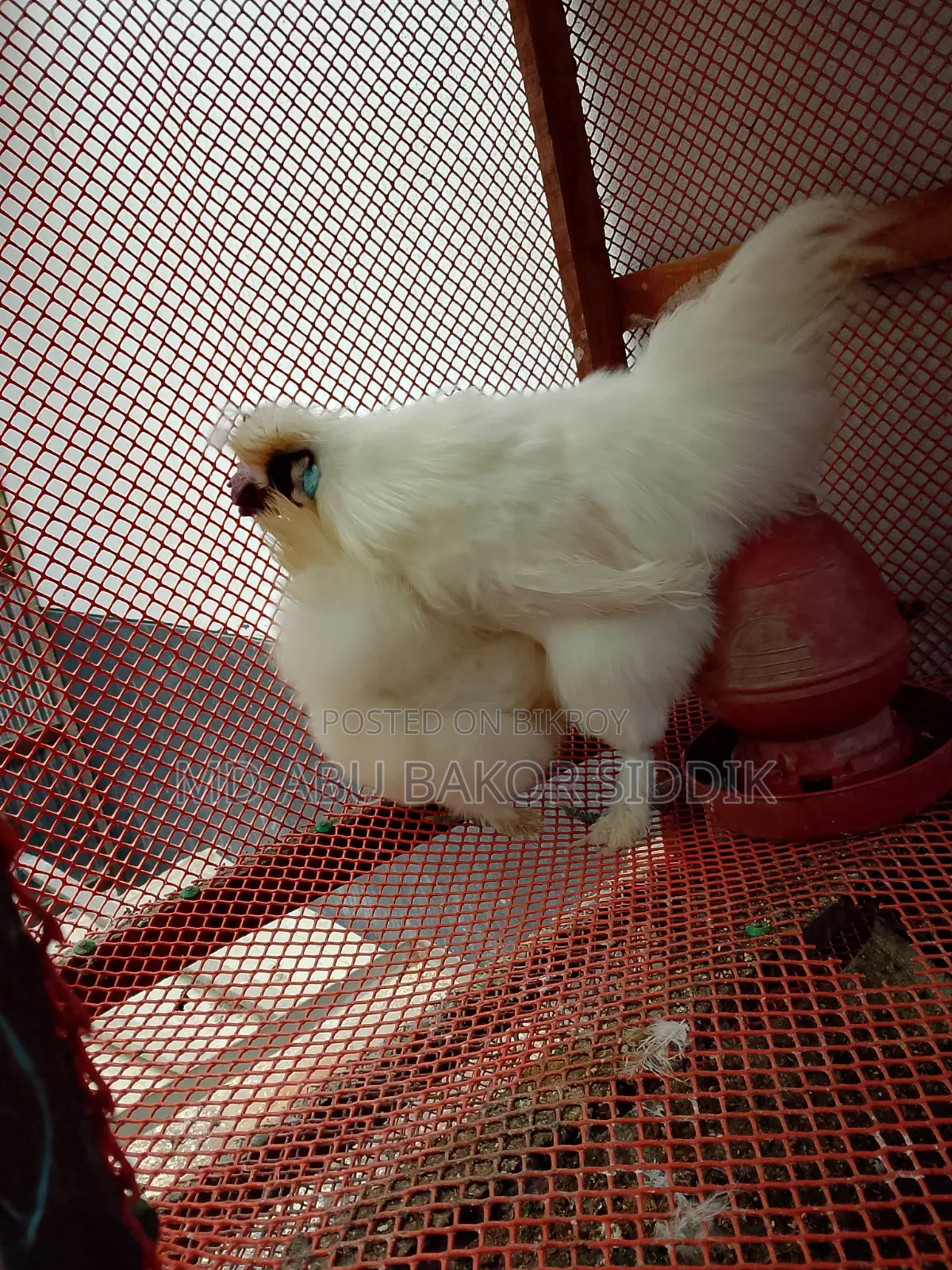 Silkie Chicken