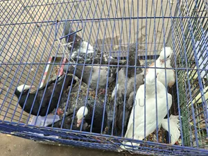 কবুতর জোড়া