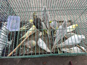 কাকটেল পাখি