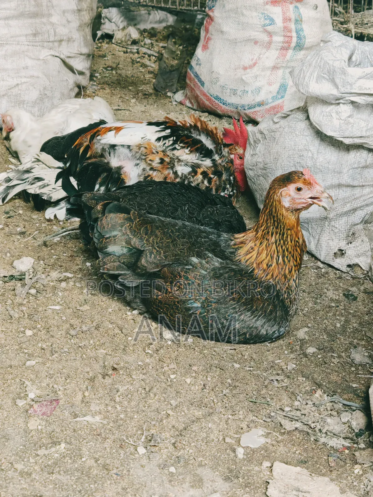 Hill Native Laying Chickens
