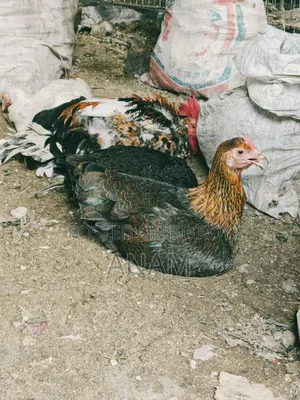 Hill Native Laying Chickens