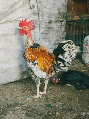 Hill Native Laying Chickens