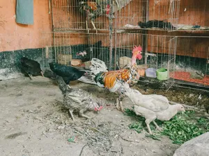 Hill Native Laying Chickens