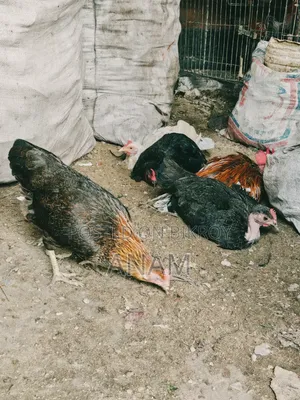 Hill Native Laying Chickens