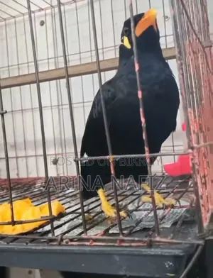 Talking Hill Myna