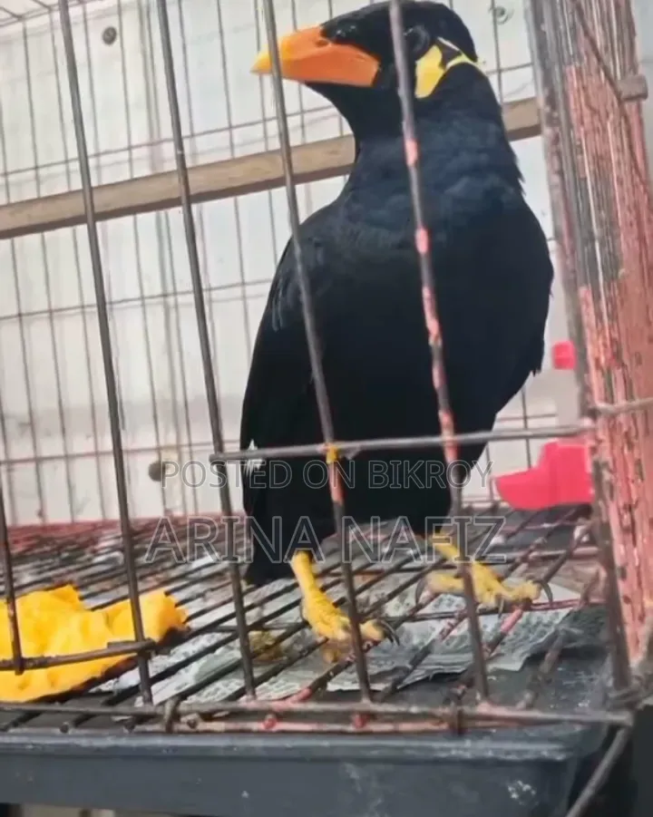 Talking Hill Myna