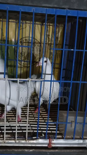 White Kagji Single Female Pigeon