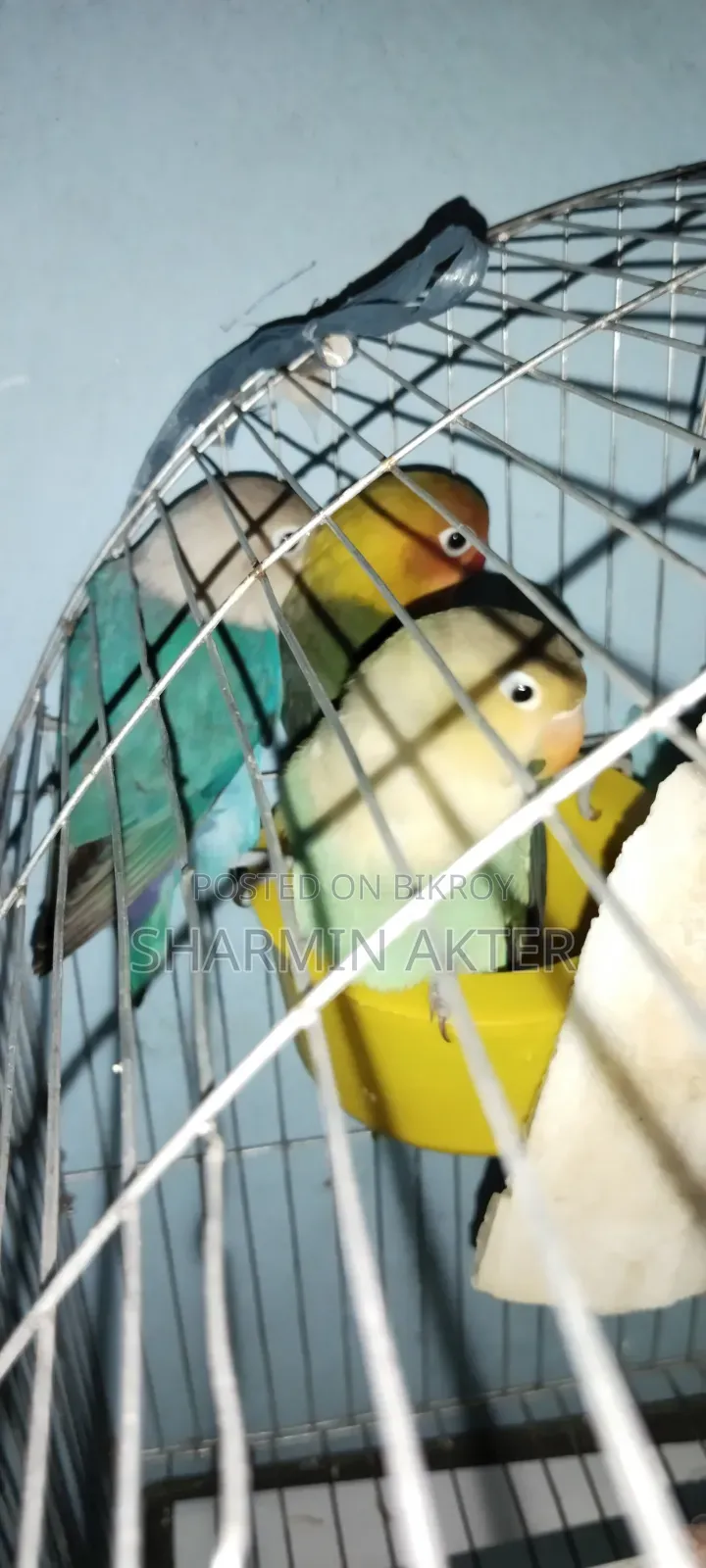 Love Bird, 3 Pes, Self Food,