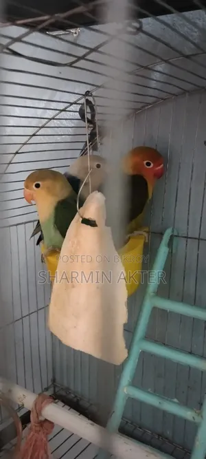 Love Bird, 3 Pes, Self Food,