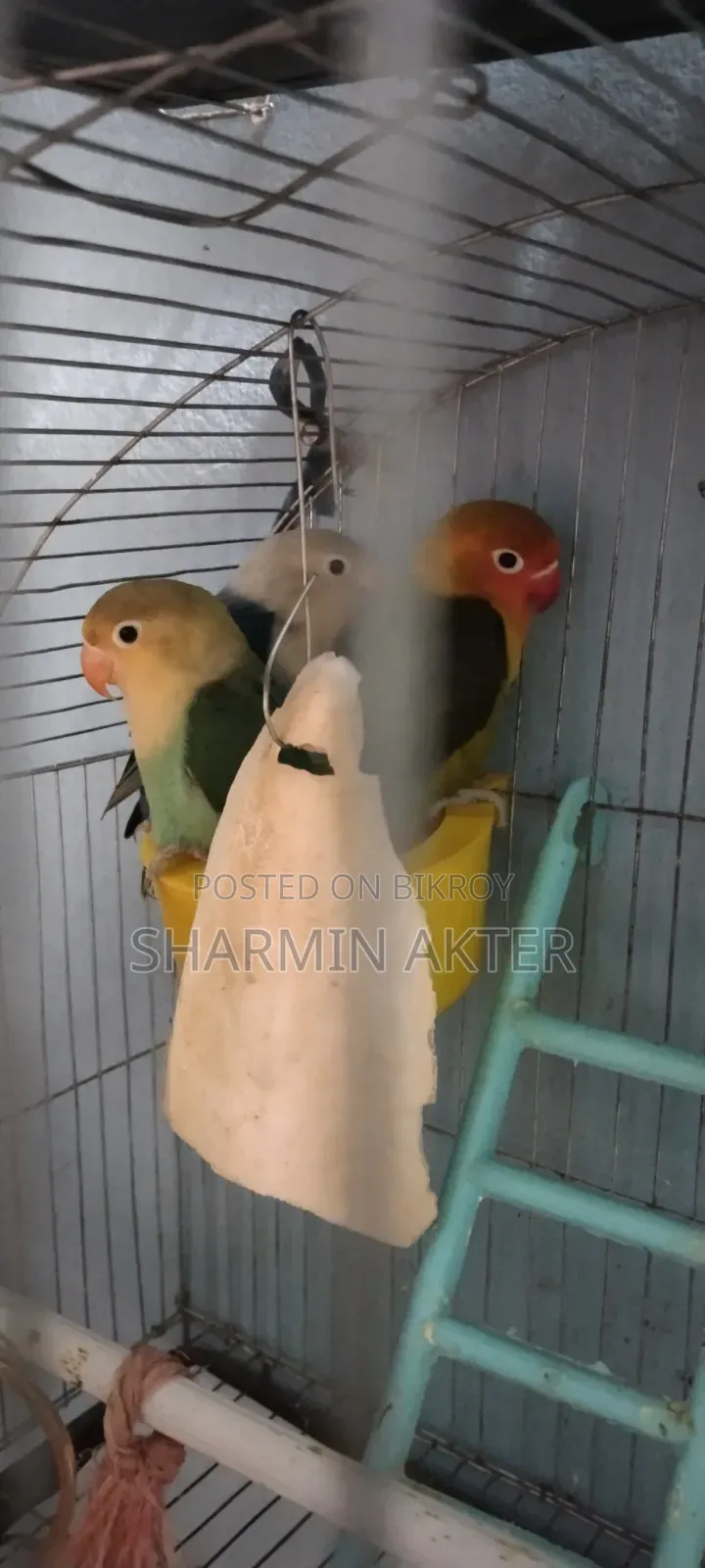 Love Bird, 3 Pes, Self Food,