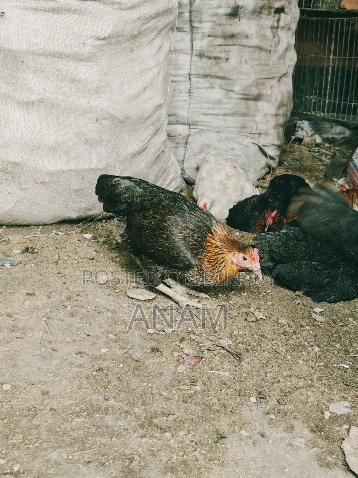 Hill Native Laying Chickens