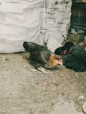 Hill Native Laying Chickens