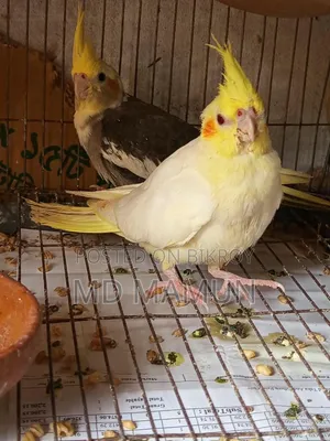 Cockatiels