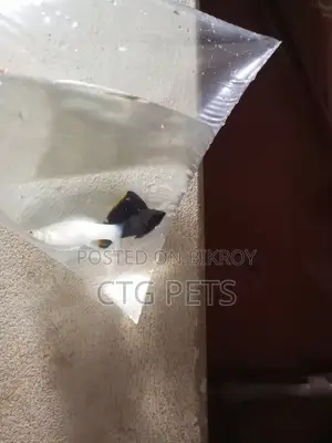 মলি এবং প্লেটি মাছ