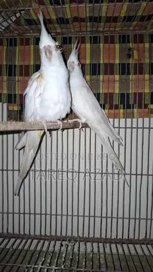 ককাটেইল পাখি