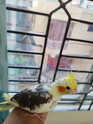 White Pied Cockatiel