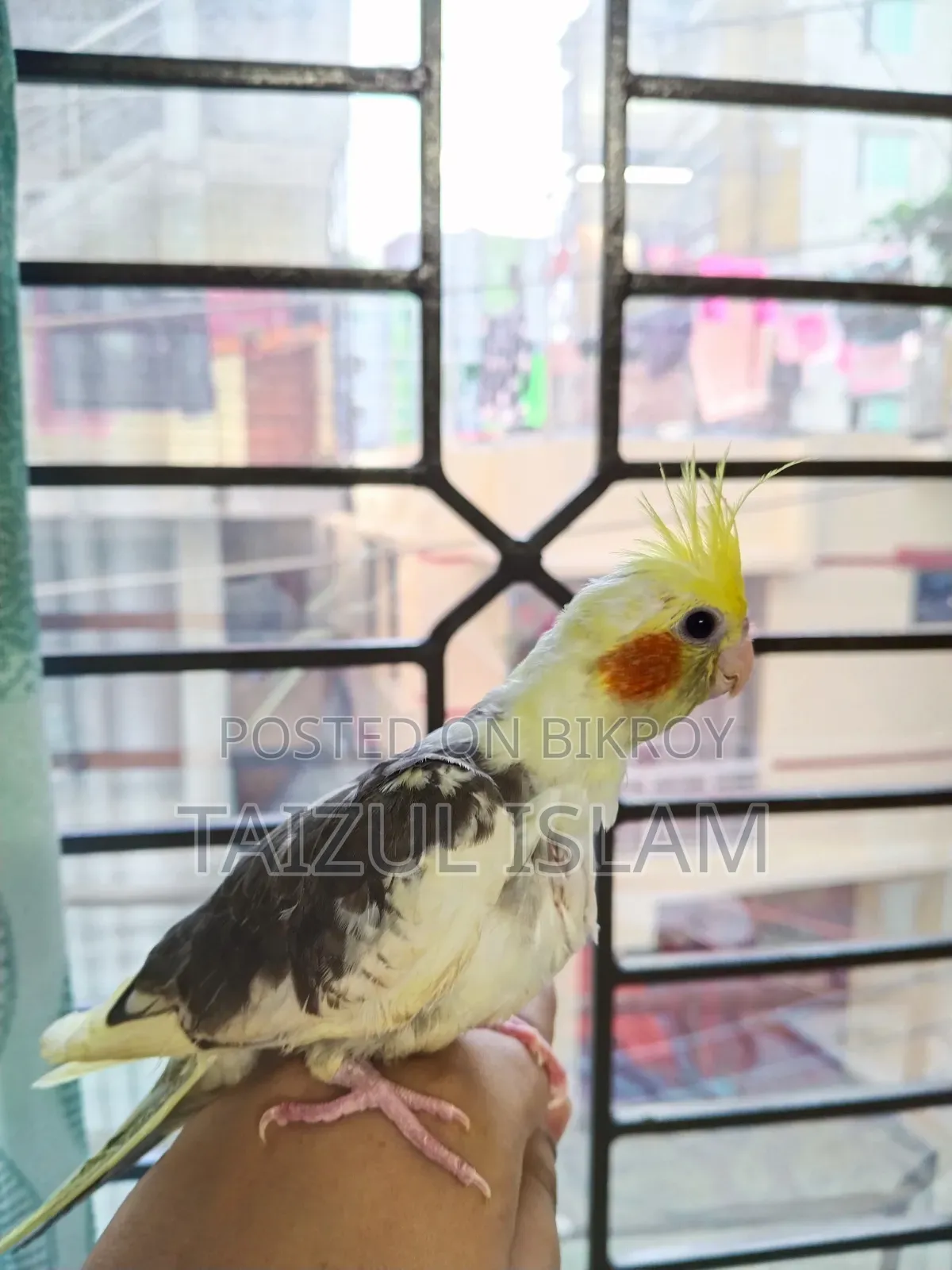 White Pied Cockatiel