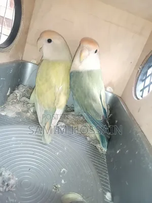 Love Birds for Sale