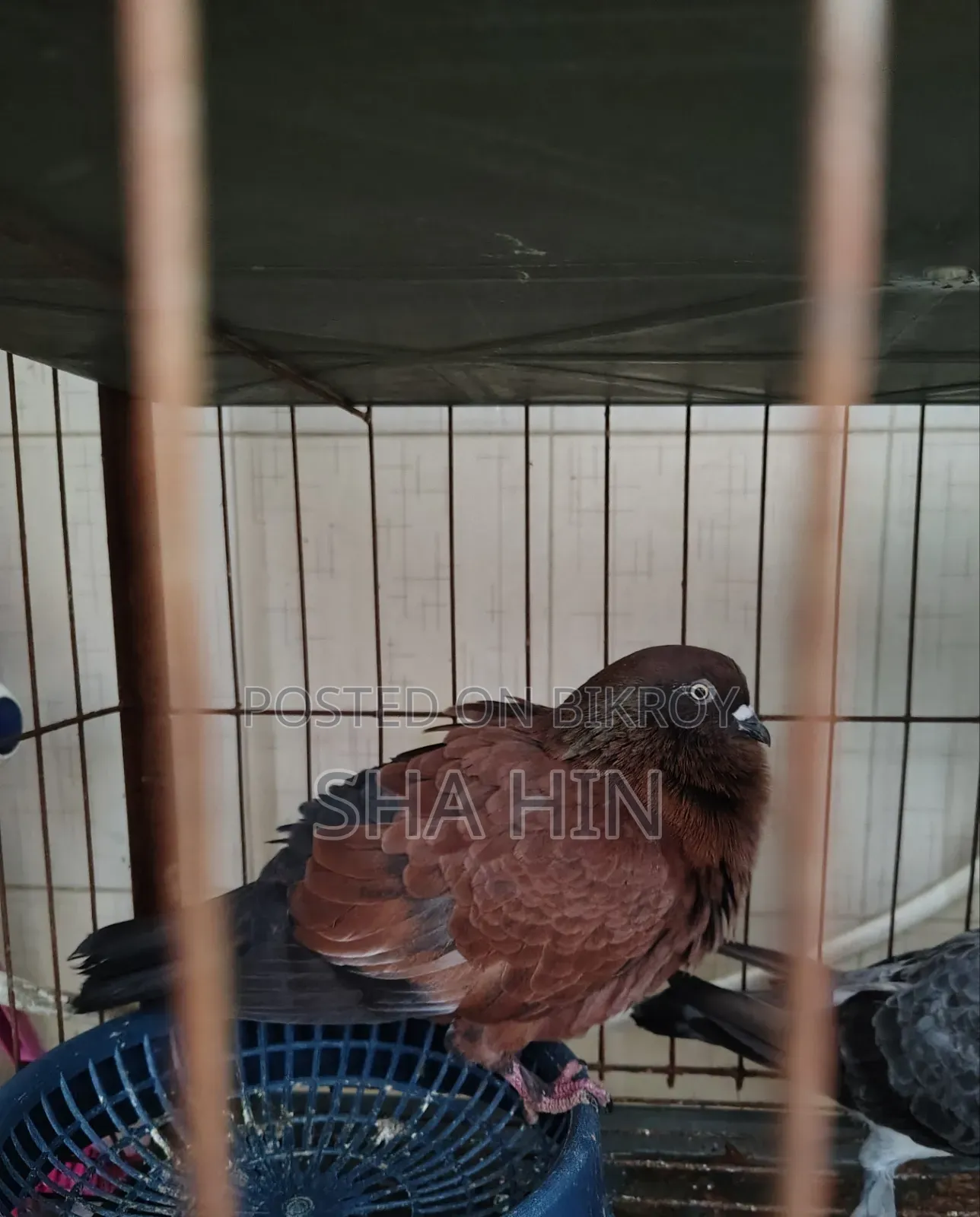 চিলা নর কবুতর