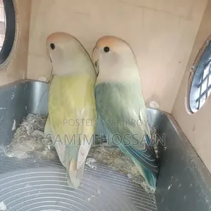 Love Birds for Sale