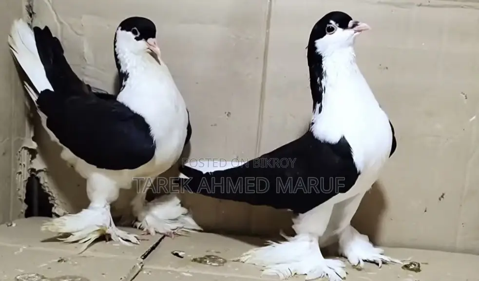 Some running pigeons will be exchanged