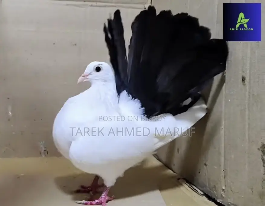 Some running pigeons will be exchanged