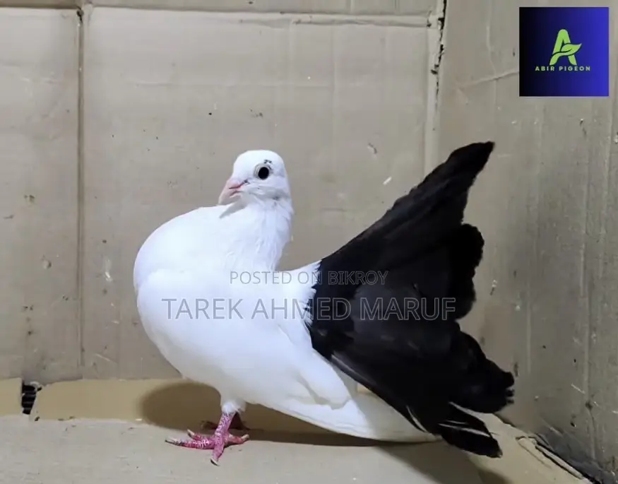 Some running pigeons will be exchanged