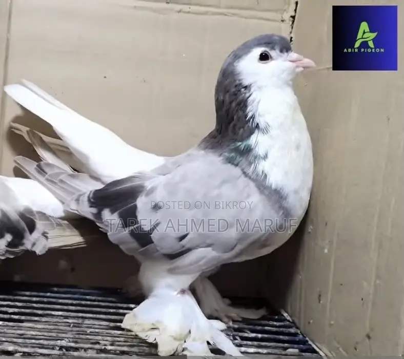 Some running pigeons will be exchanged