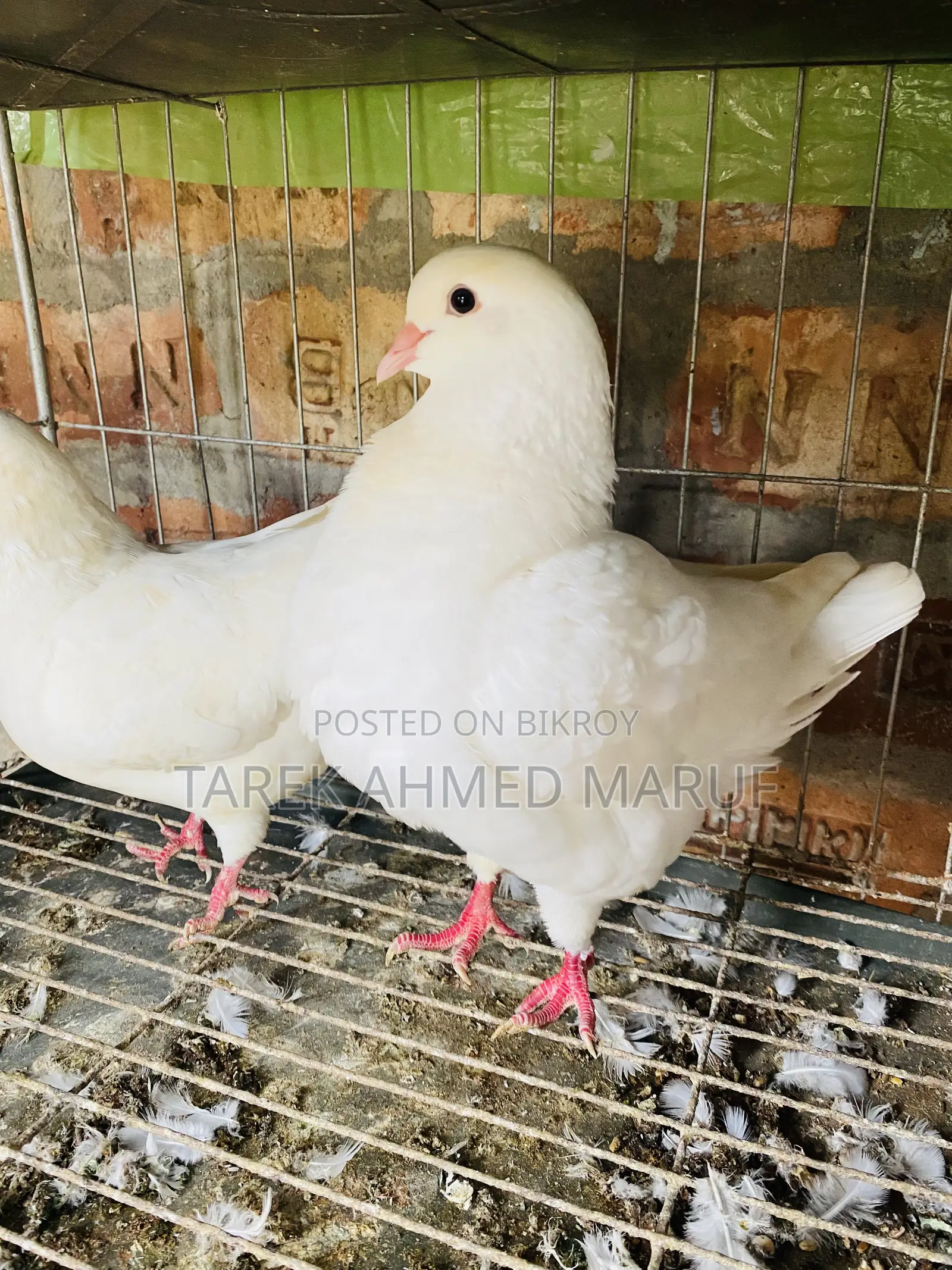 Some running pigeons will be exchanged