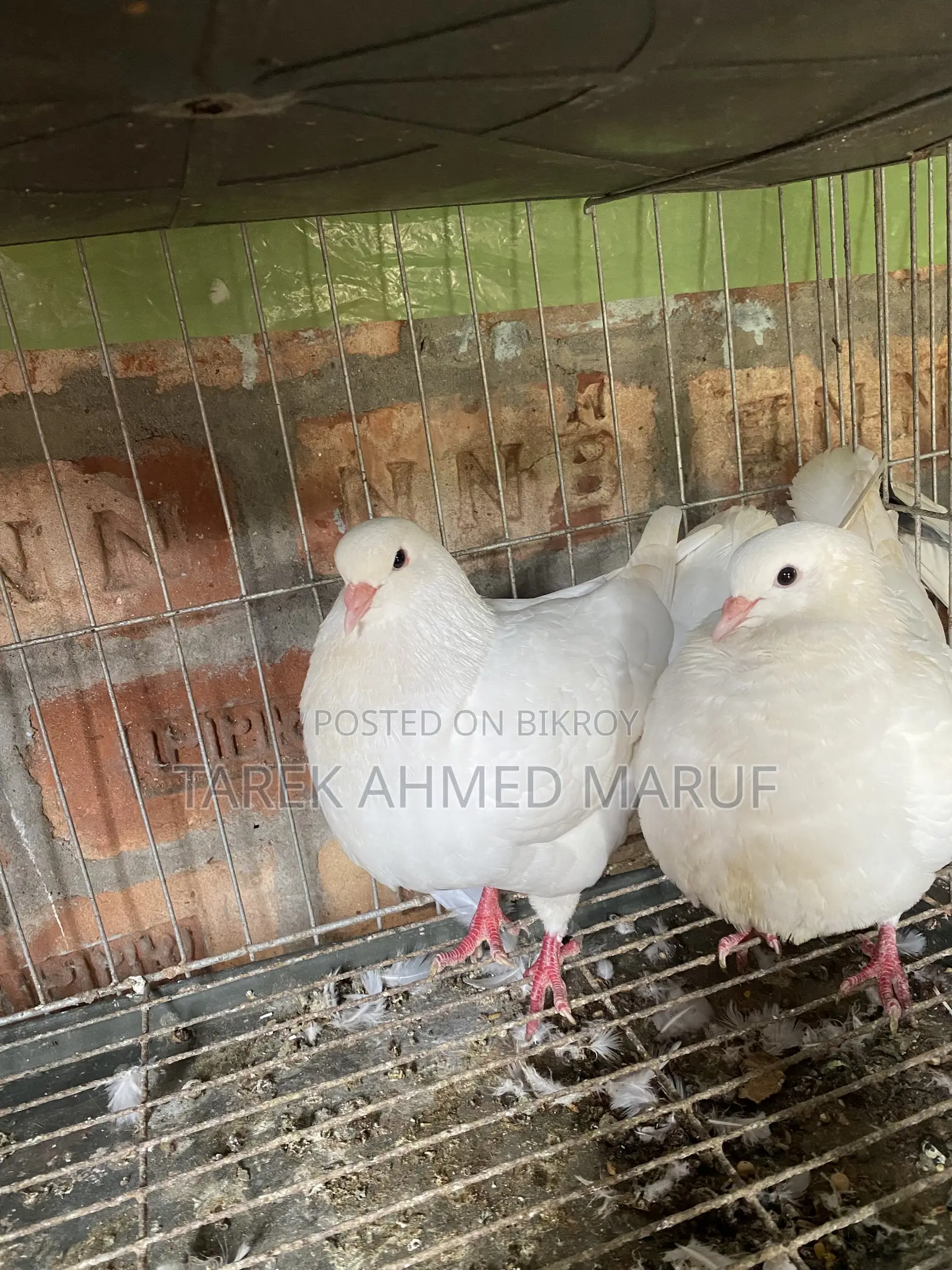 Some running pigeons will be exchanged