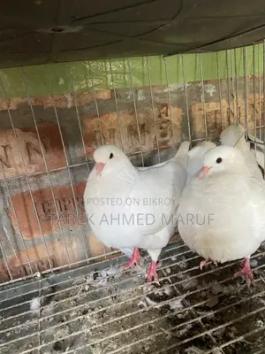 Some running pigeons will be exchanged