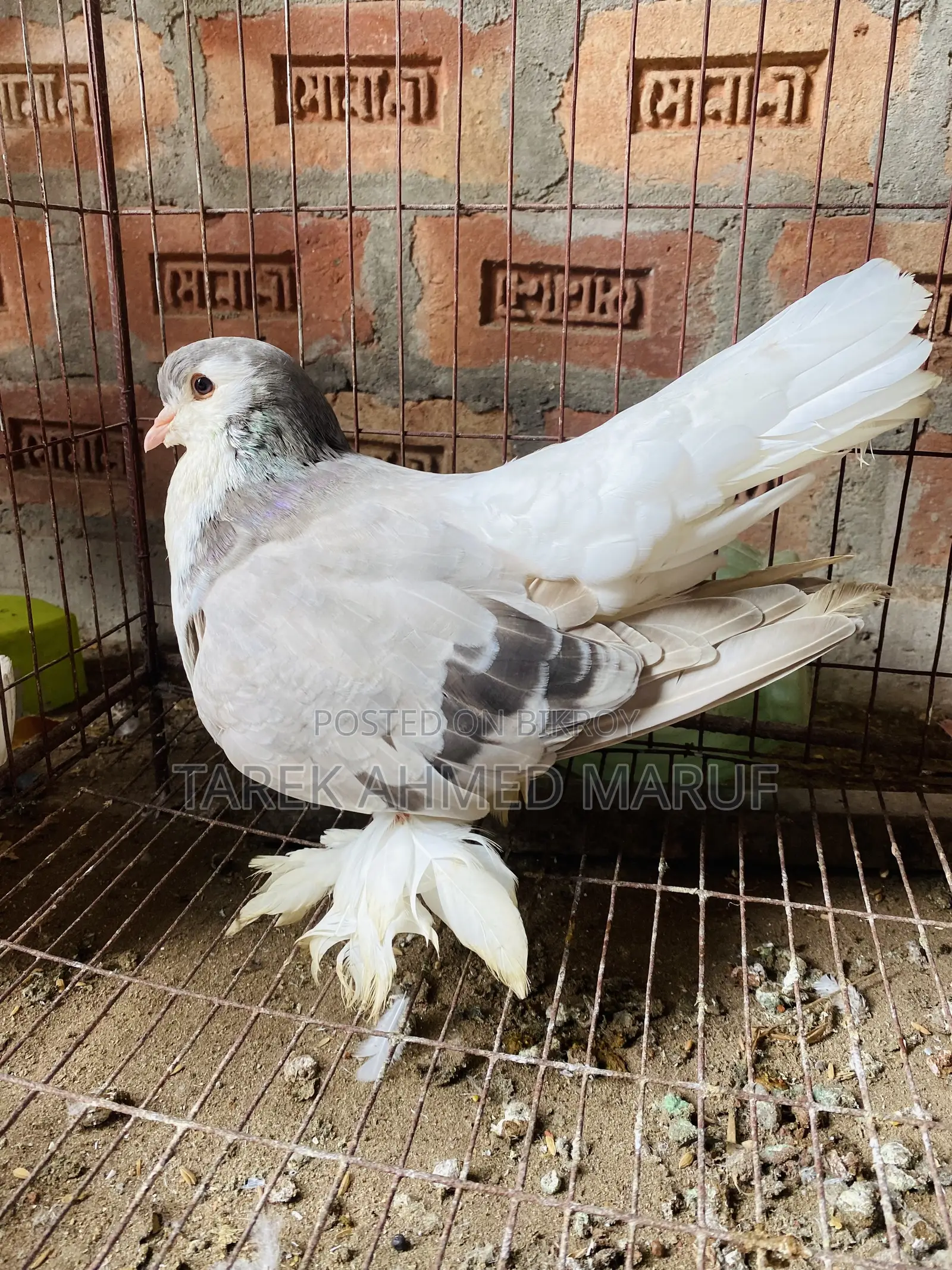 Some running pigeons will be exchanged