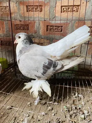 Some running pigeons will be exchanged