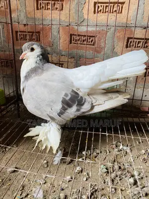 Some running pigeons will be exchanged
