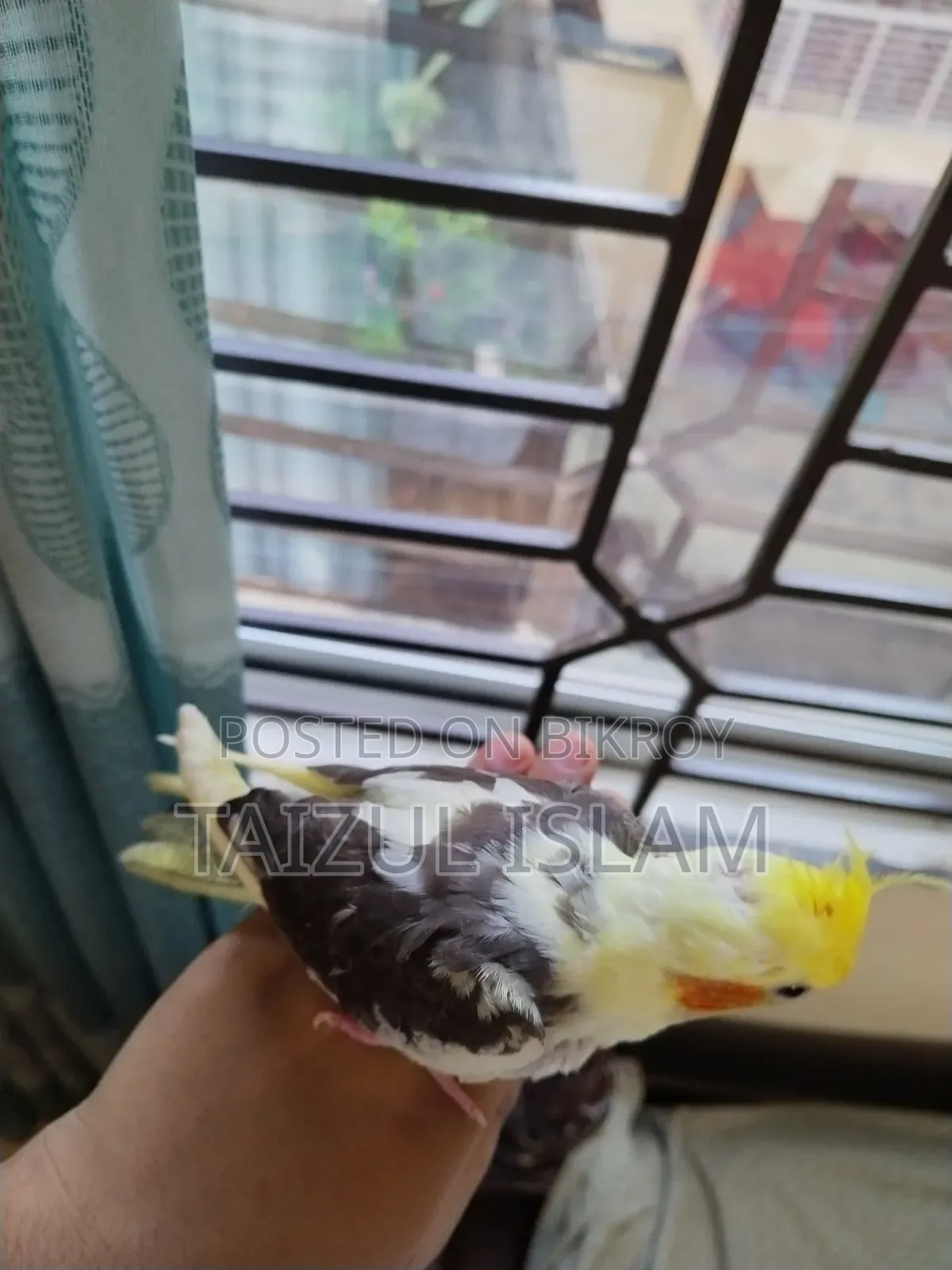 White Pied Cockatiel