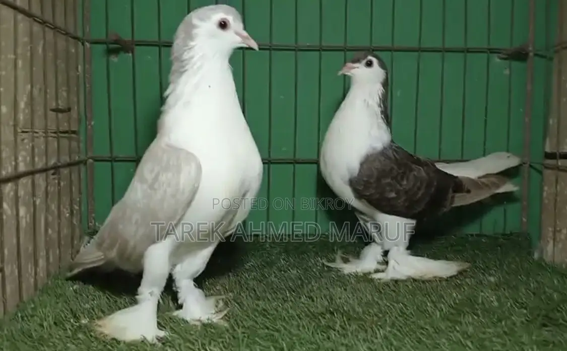 Some running pigeons will be exchanged