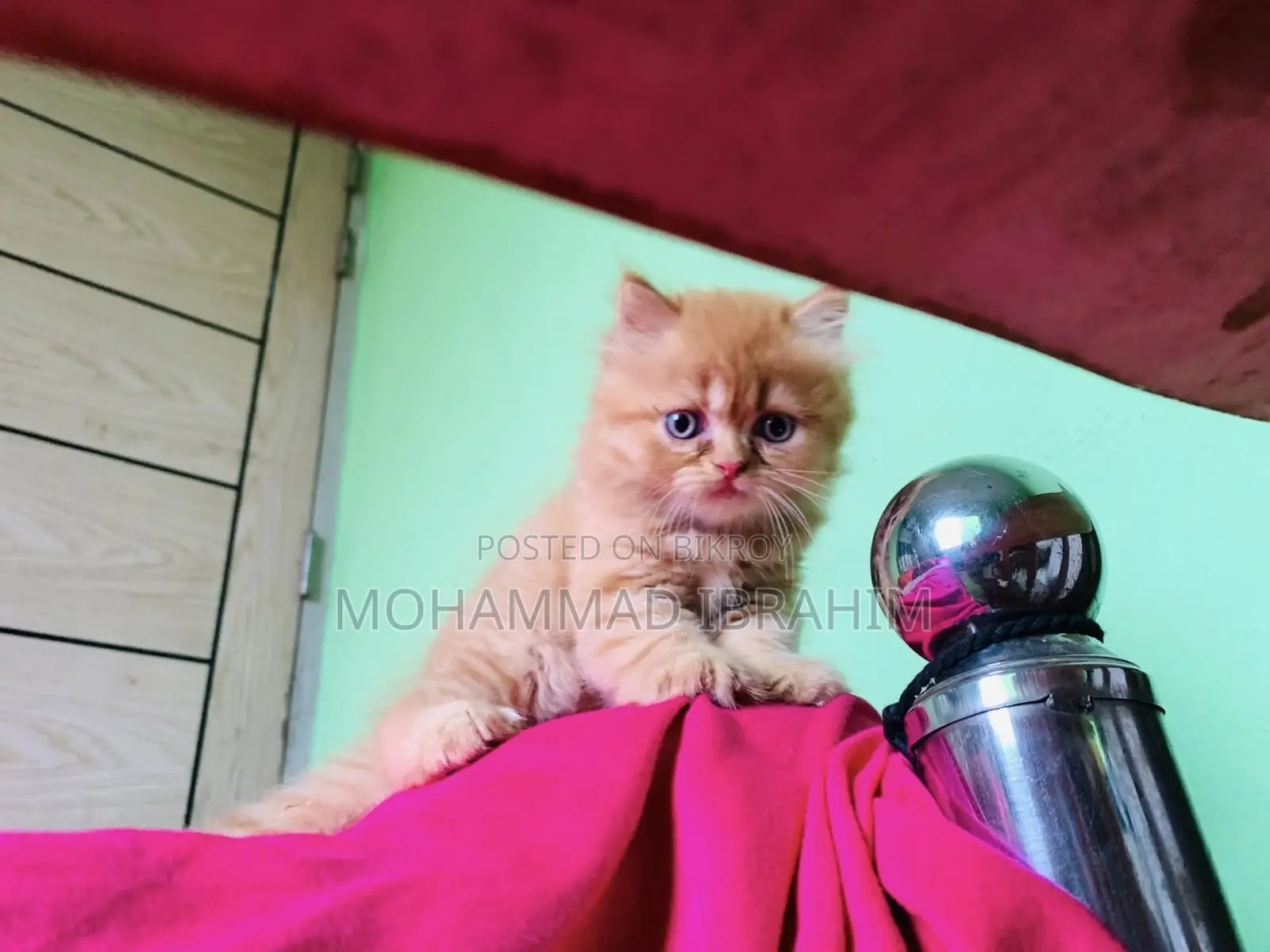 0-1 month Male Purebred Persian