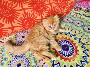 0-1 month Male Purebred Persian